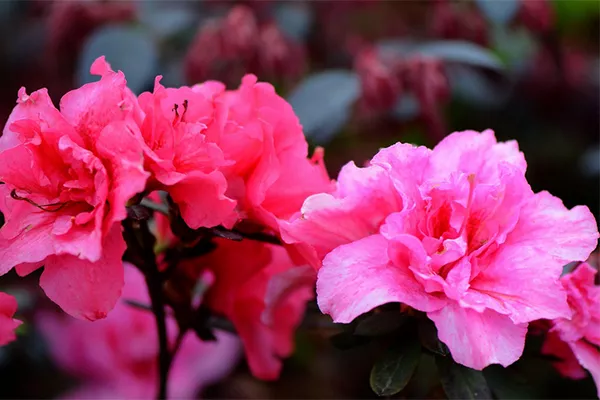云雾山杜鹃花开放时间(门票&#43;在哪)(图4)