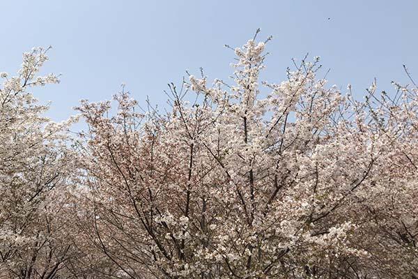 长沙樱花什么时候开放 长沙赏樱花的地方2024