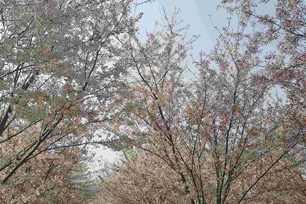 长沙樱花什么时候开放 长沙赏樱花的地方2024