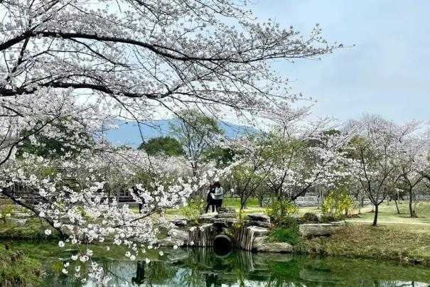 南京看樱花的地方在哪几月份去最好