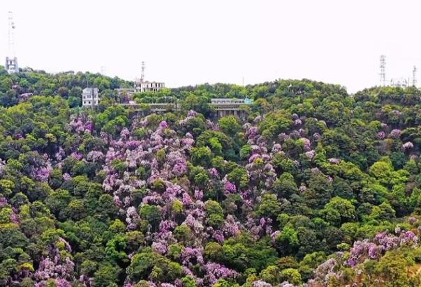 国内春天赏花最佳地点