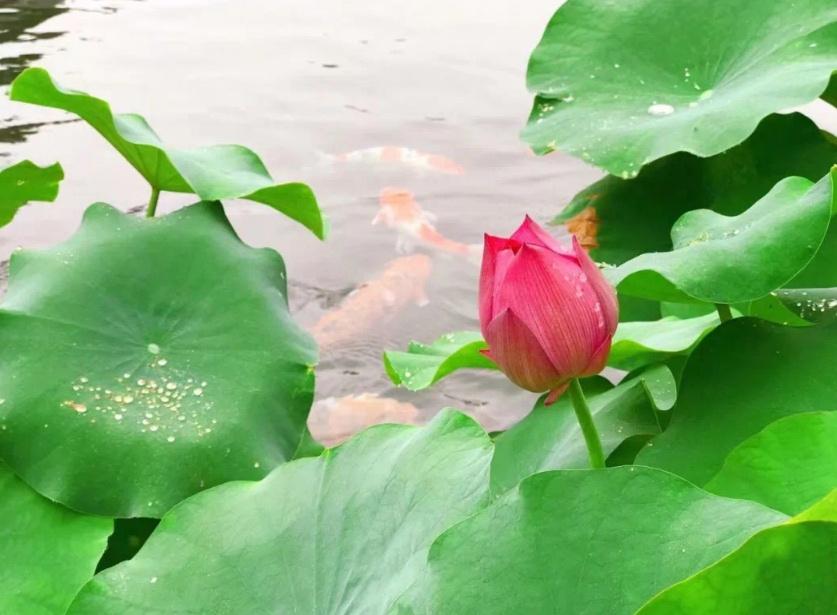 “五一”假期广州还是雨雨雨，仅这天雨小点(图1)